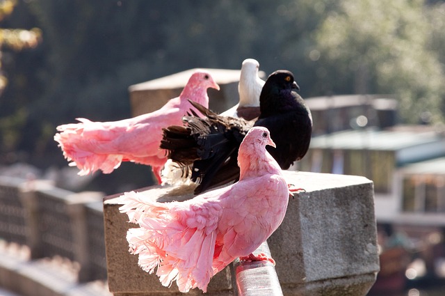 记录报：中国与日本的俱乐部关注葡超中场林肯；身价350万欧